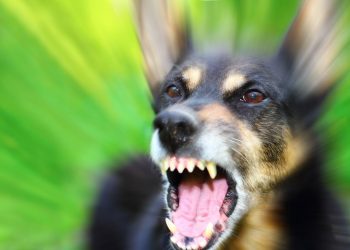 O que significa quando um cachorro late para algumas pessoas e não para outras, segundo estudos?