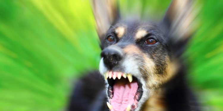 O que significa quando um cachorro late para algumas pessoas e não para outras, segundo estudos?