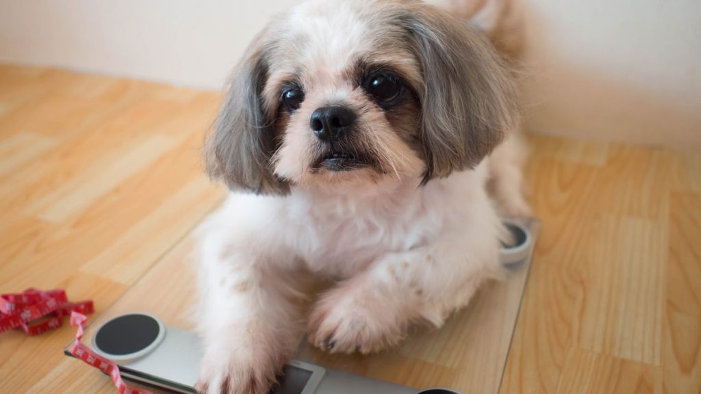 Obesidade canina ameaça vida dos cães e pode ser evitada