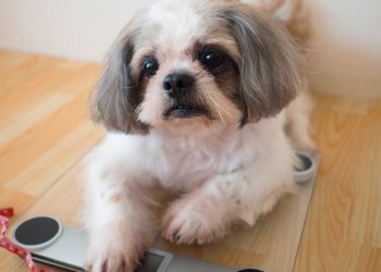 Obesidade canina ameaça vida dos cães e pode ser evitada