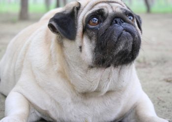 Obesidade canina ameaça vida dos cães e pode ser evitada