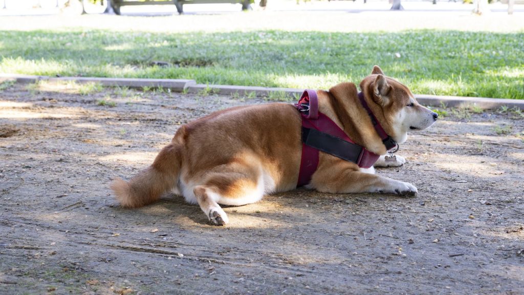 Os sinais de que seu cão precisa de mais exercício e atenção