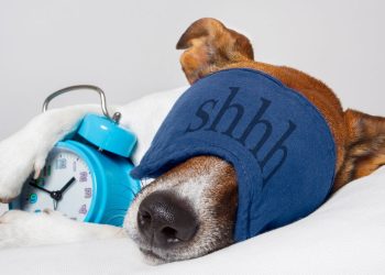 Cachorros sonham com donos e a ciência explica como isso acontece