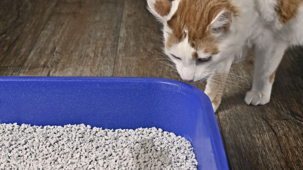 Como manter a caixa de areia do gato sem mau cheiro
