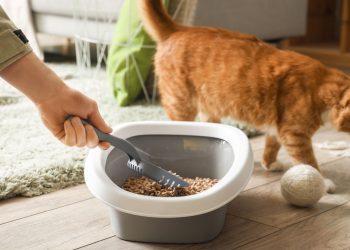 Esse é o local ideal para o banheiro do gato que ajuda a manter a casa sempre limpa