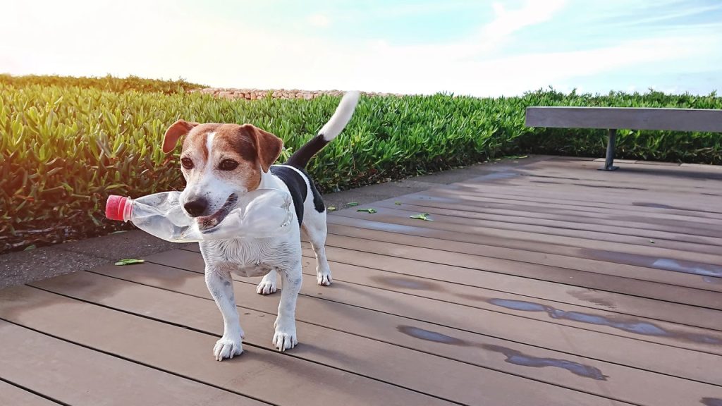 Os truques caseiros mais eficazes para cuidar do seu pet
