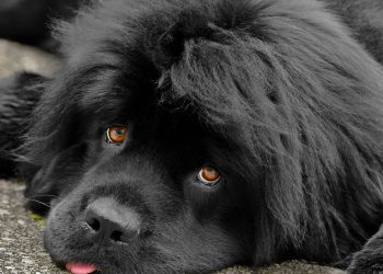O que poucos sabem sobre o cão gigante que domina águas e lares