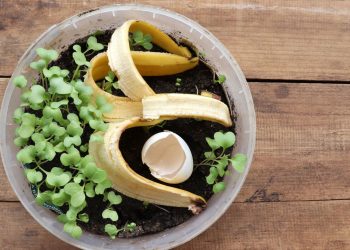 Transforme casca de banana em adubo potente para suas plantas