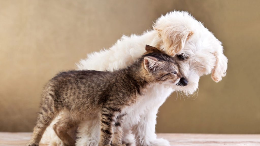 Os comportamentos mais curiosos dos pets explicados pela ciência