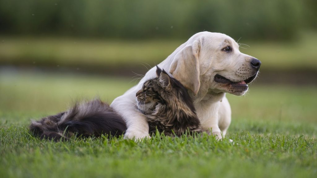 Os comportamentos mais curiosos dos pets explicados pela ciência