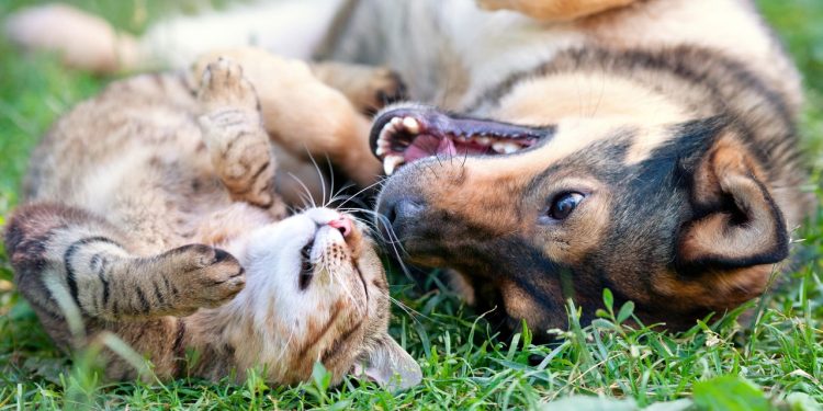 Os comportamentos mais curiosos dos pets explicados pela ciência