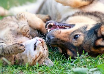 As diferenças mais impressionantes entre humanos, cães e gatos
