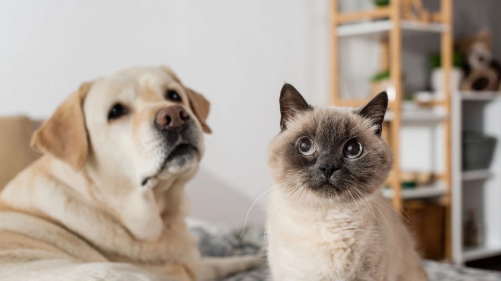 As diferenças mais impressionantes entre humanos, cães e gatos
