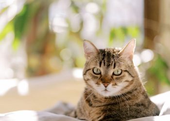 A verdade por trás da fama dos gatos de caírem de pé