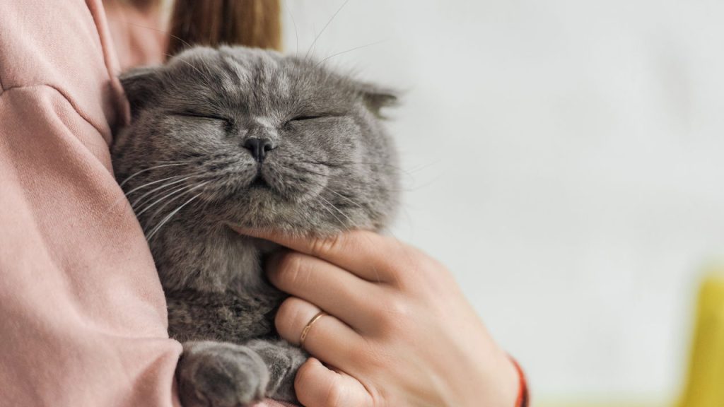 A forma silenciosa que os gatos usam para aliviar dor e reforçar o vínculo