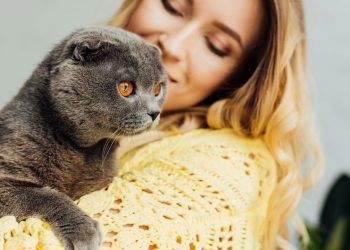 Um gato no colo pode mudar sua saúde e seu bem-estar