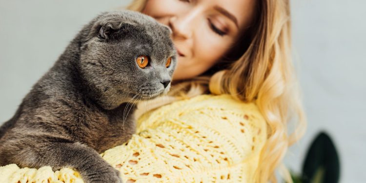 Um gato no colo pode mudar sua saúde e seu bem-estar
