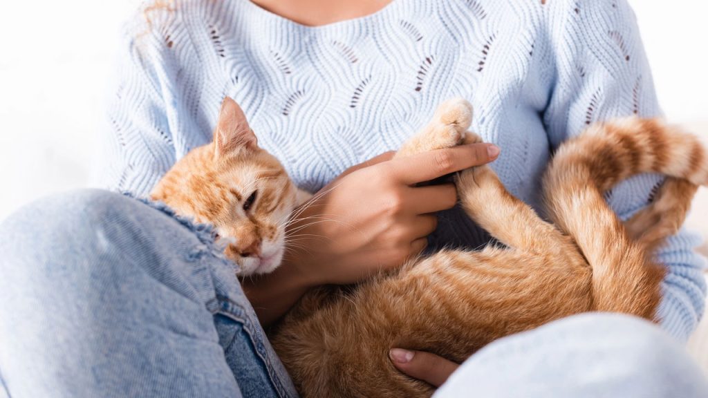 Um gato no colo pode mudar sua saúde e seu bem-estar