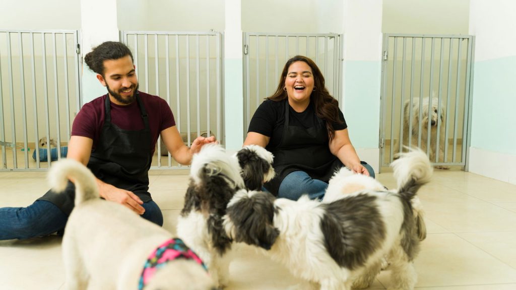 Quais são as raças de cães mais baratas e mais caras do Brasil?