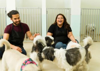 As raças de cães mais baratas e mais caras do Brasil: veja quais são