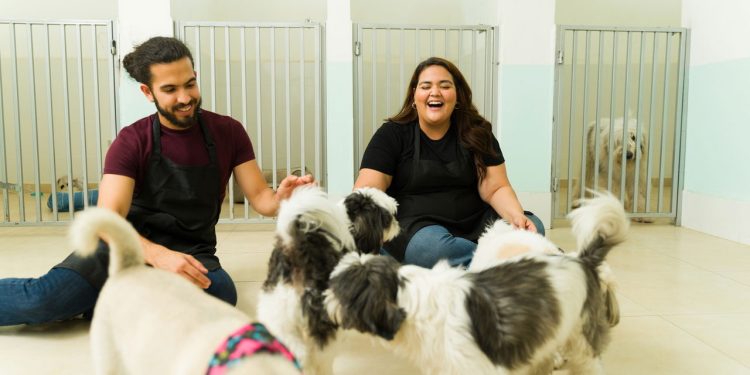 As raças de cães mais baratas e mais caras do Brasil: veja quais são