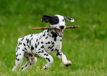 5 curiosidades sobre o dálmata que você provavelmente não sabia