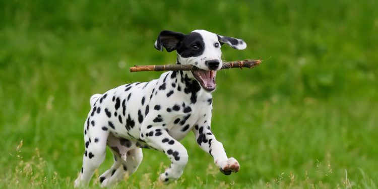 5 curiosidades sobre o dálmata que você provavelmente não sabia