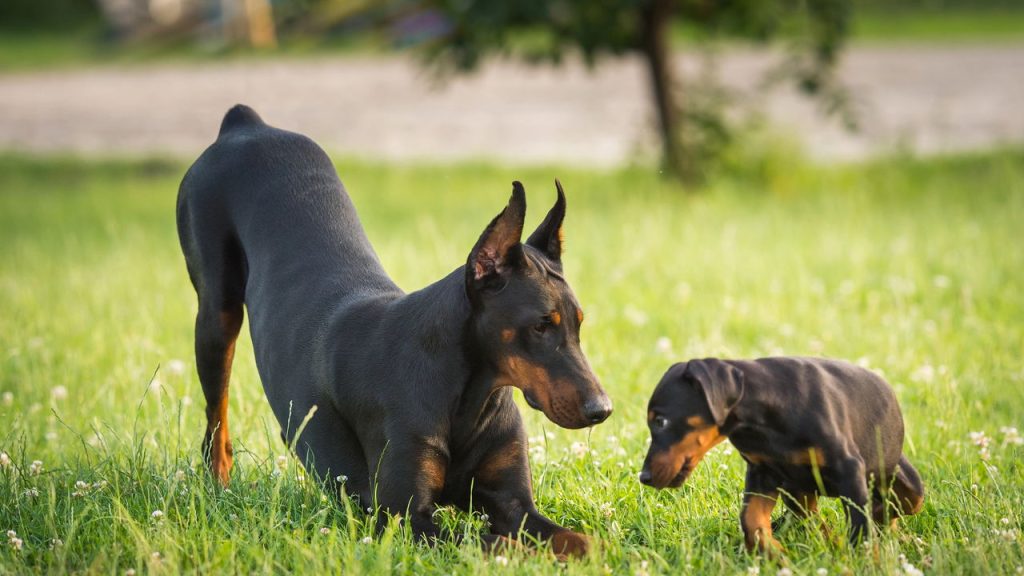 Melhores raças de cães de guarda para proteger sua casa