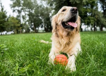 5 curiosidades fascinantes sobre o mundo secreto dos cachorros