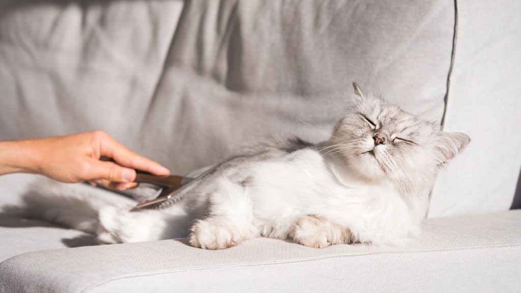 Gato soltando pelo? Veja quando é normal e quando se preocupar