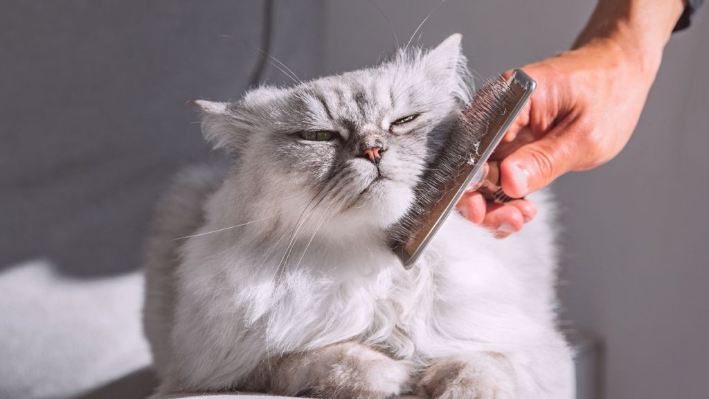 Gatos de pelo comprido e o segredo para uma pelagem impecável