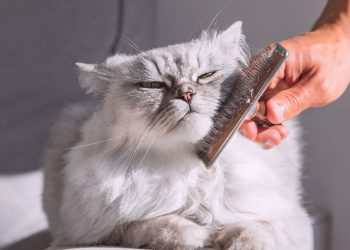 Gato soltando pelo? Veja quando é normal e quando se preocupar