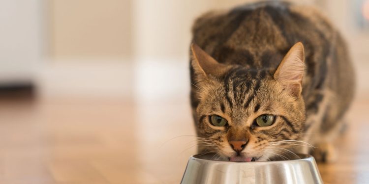 Você lava o pote de água do seu pet ou só “completa”? Entenda o perigo desse hábito