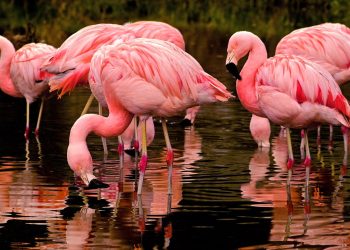 O fenômeno mais incrível da natureza que deixa os flamingos rosa
