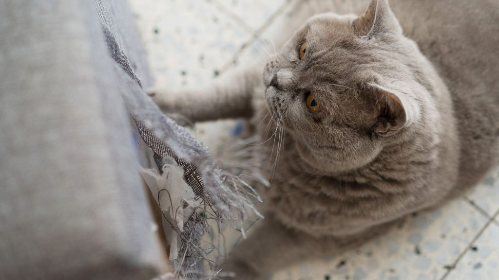 Como manter os móveis intactos mesmo com gatos em casa