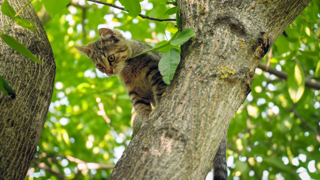Como conquistar o coração do seu gato segundo a ciência