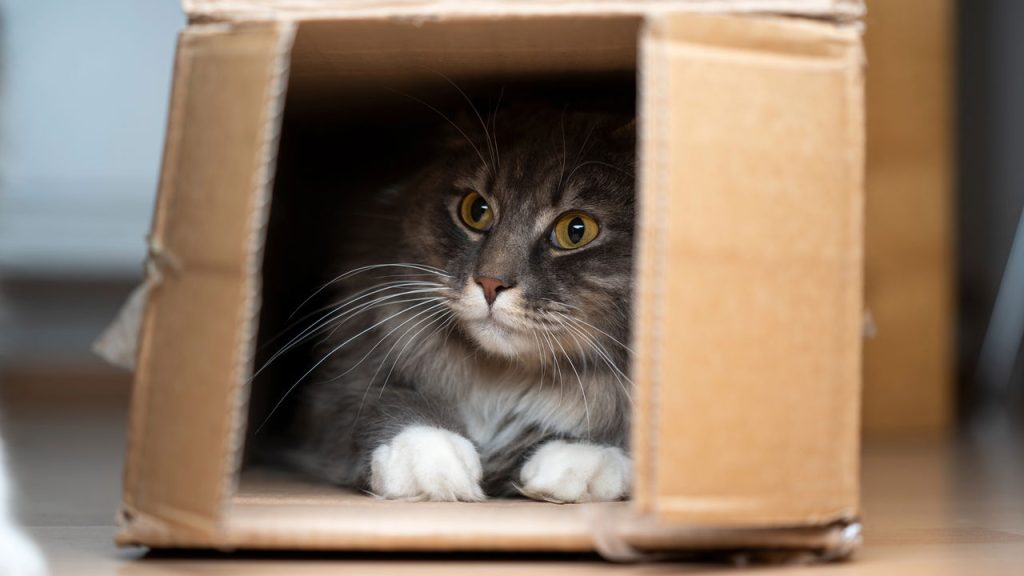 O hábito mais engraçado e irresistível dos gatos explicado pela ciência
