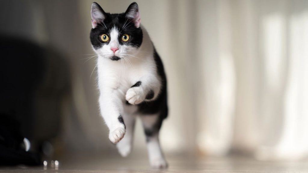 A rotina noturna curiosa dos cães e gatos dentro de casa
