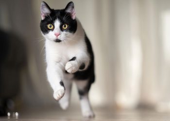 A rotina noturna curiosa dos cães e gatos dentro de casa