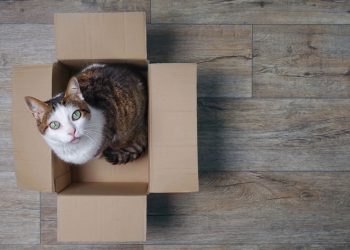 Como ajudar seu gato a lidar com a mudança de casa