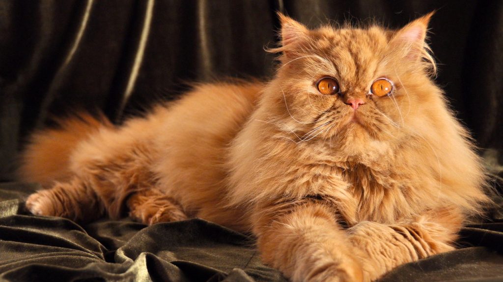 Quatro raças de cães que se dão melhor com gatos segundo especialistas