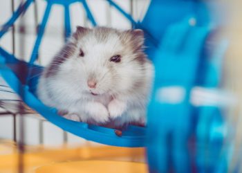 Os cuidados essenciais para hamsters viverem mais e melhor