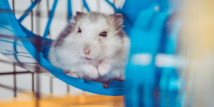 Os cuidados essenciais para hamsters viverem mais e melhor