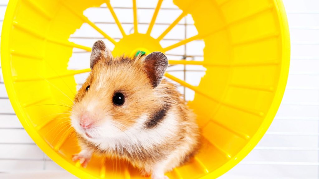 Os cuidados essenciais para hamsters viverem mais e melhor