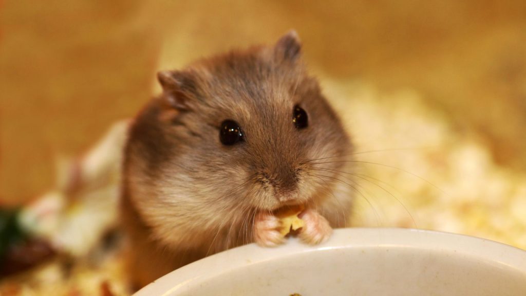 Os cuidados essenciais para hamsters viverem mais e melhor