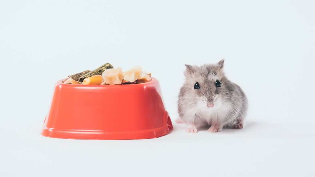 Os cuidados essenciais para hamsters viverem mais e melhor