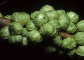 Essa fruta rara do Brasil esconde benefícios surpreendentes e está em extinção