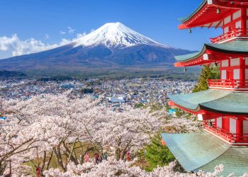 Por que os japoneses preferem animais de estimação a filhos?