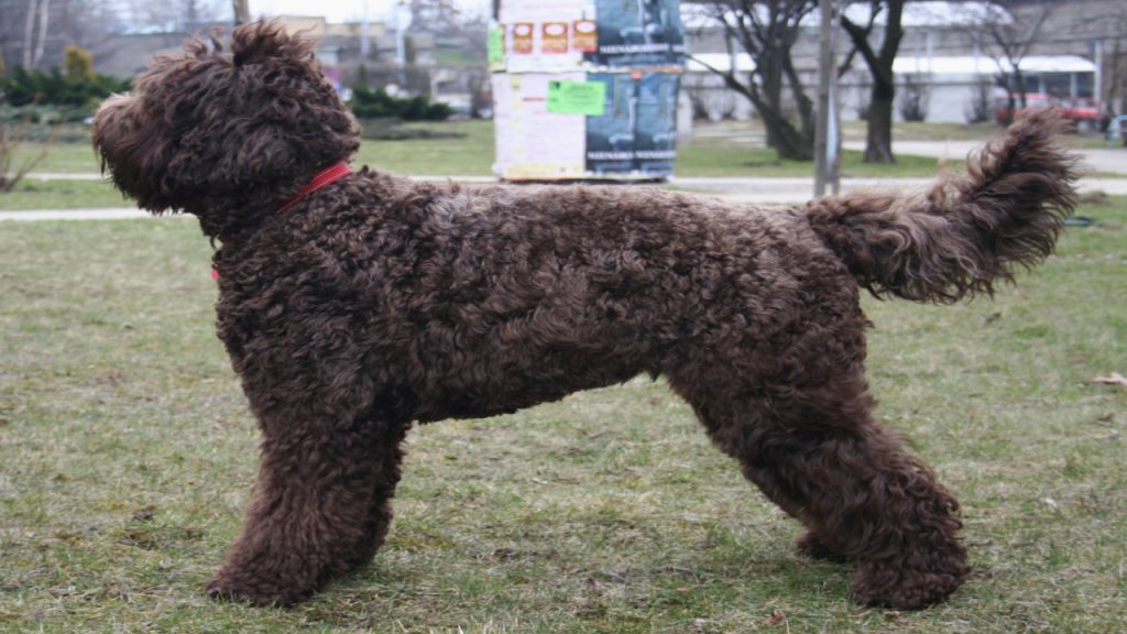 O cão que quase desapareceu e hoje é o queridinho das famílias