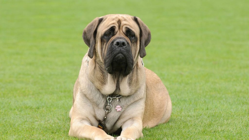 Estas são as raças de cachorro com maior longevidade segundo estudo
